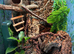 1x CB24 Eastern Casquehead Iguana