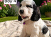 Beautiful Show Cocker Spaniel Puppies – Looking for Their Forever Homes