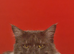 Maine Coon boy