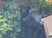 Loving male Shepherd cross
