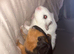 2 male guinea pigs