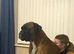 Proven boxer stud