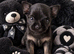 Two stunning chihuahua puppies