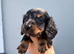 Miniature dachshunds true to type
