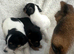 Stunning litter of traditional jackrussel pups