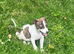 Parson type jack russells