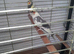 Pair of cockatiels