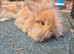 READY NOW lionhead lop x Harliquin kits