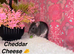 Beautiful mixed gender baby rats