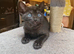 Beautiful Siamese-Type Kittens – 5 Available