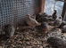 Quails: Point of Layin, 8 Weeks, 6 Weeks and a day old chicks available