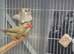 Pair of Star finches