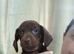 X2 Dachshund Puppies left