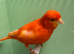 Stunning red factors
