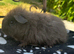 Lovely female guinea pigs for sale