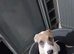 Female staffy x lab