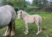 Quiet Cob mare and foal