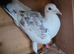 Collared racer pigeons for sale.