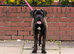 Beautiful 8 month old female