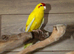 Yellow and Green Kakariki,2