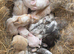 Beautiful littler of 10 giant kits