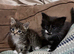 7 beautiful kittens ready for loving homes