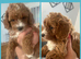 toy cavapoos!!! 1 boy left!! 1 girl left!!