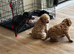 Stunning f1b cockapoo Angel ready to leave