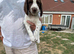 Beautiful working English springer pups for sale