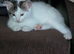 2 boy kittens 12 weeks old