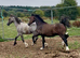 Grey Welsh sec c