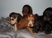Cocker spaniel puppies