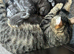 Maine coon kittens available in three weeks