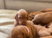 KC top lines Hungarian Vizsla Puppies