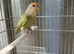Hand reared baby lovebird available