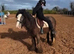 12h kind Appaloosa cob mare