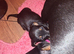 Beautiful black and tan boys
