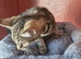 Female kitten