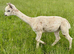 Perfect starter herd for Alpaca breeding - Striking colours
