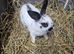 English spot rabbits for new home