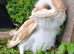 Young barn owls