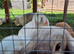Mini lop babies