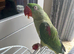 Alexandria parrot for sale