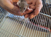 Baby female dumbo/rex rats
