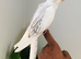 Beautiful hand tamed cockatiels for sale.