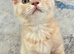 Beautiful Scottish Fold/Straight kittens