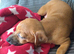 Golden female jack Russell