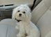Purebred Maltese Pup (ready to go)