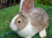 PURE Continental Giants - White Eared - Vaccinated 3 in 1 - RESERVE
