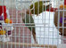 2 Pineapple conures &pound;200